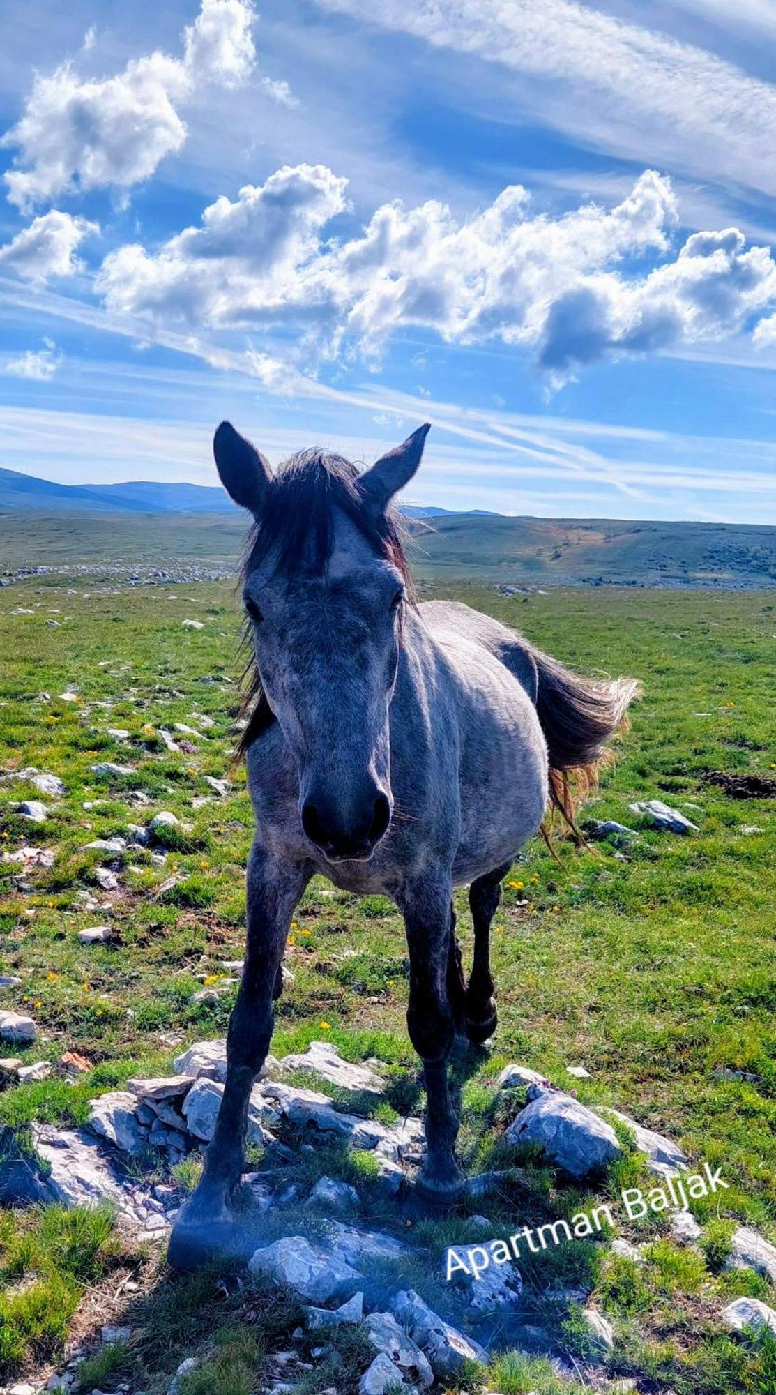 Apartman Baljak Livno Exteriér fotografie